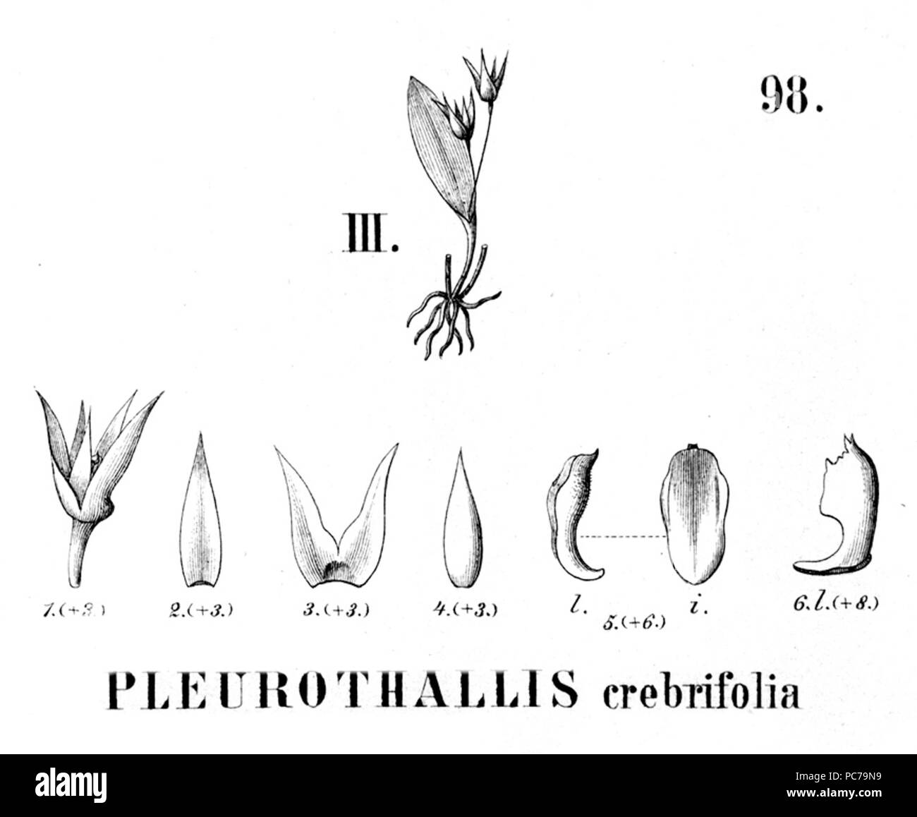 43 Anathallis crebrifolia crebrifolia (comme Pleurothallis ) - découpe de Flora Brasiliensis 3-4-98 fig III Banque D'Images