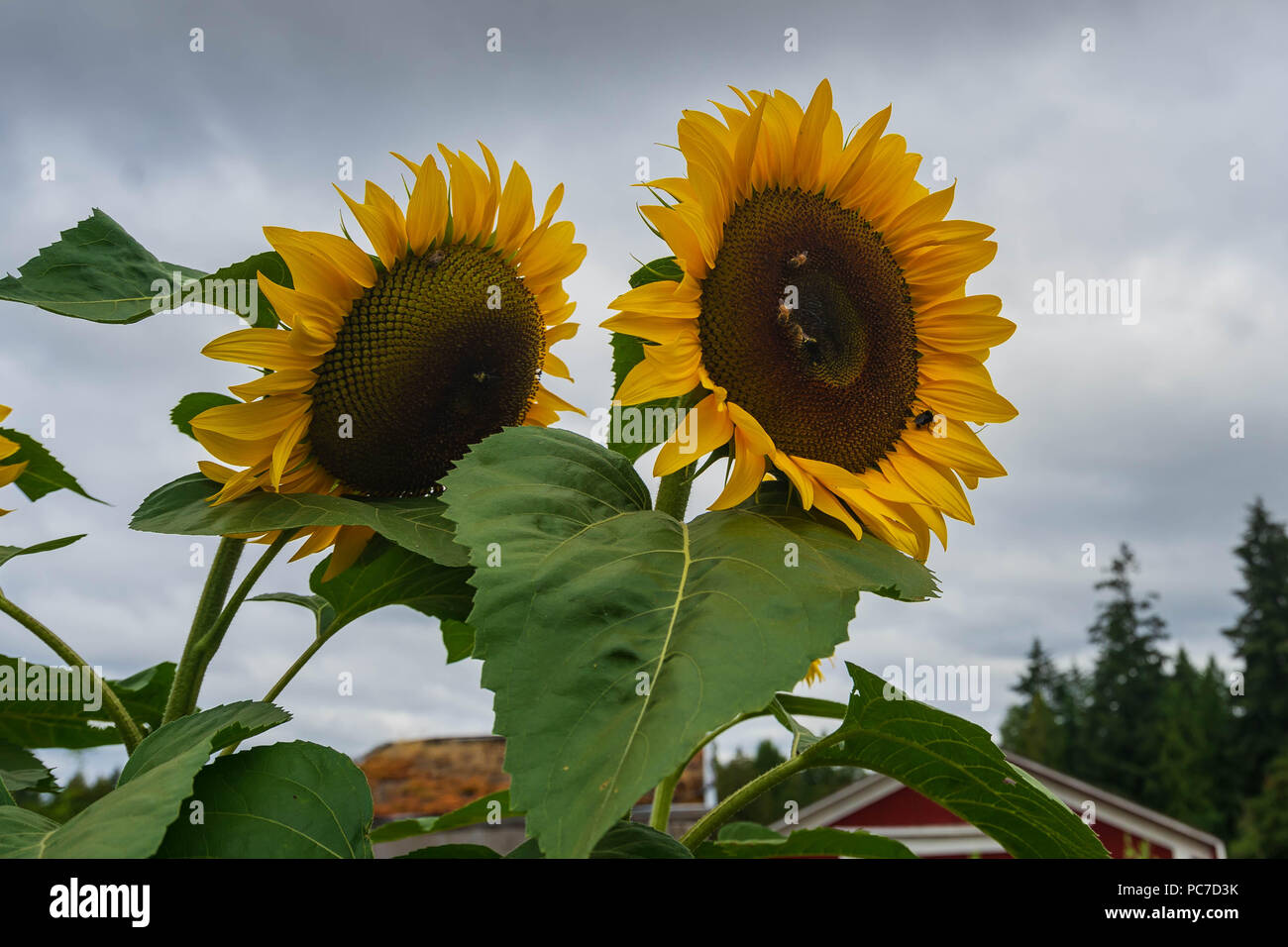 Beaux jardins des pollinisateurs, Portland, Oregon, Juillet 2018 Banque D'Images