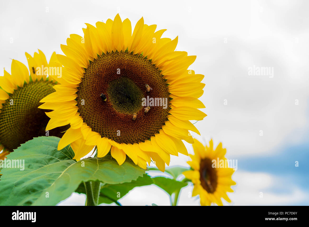 Beaux jardins des pollinisateurs, Portland, Oregon, Juillet 2018 Banque D'Images