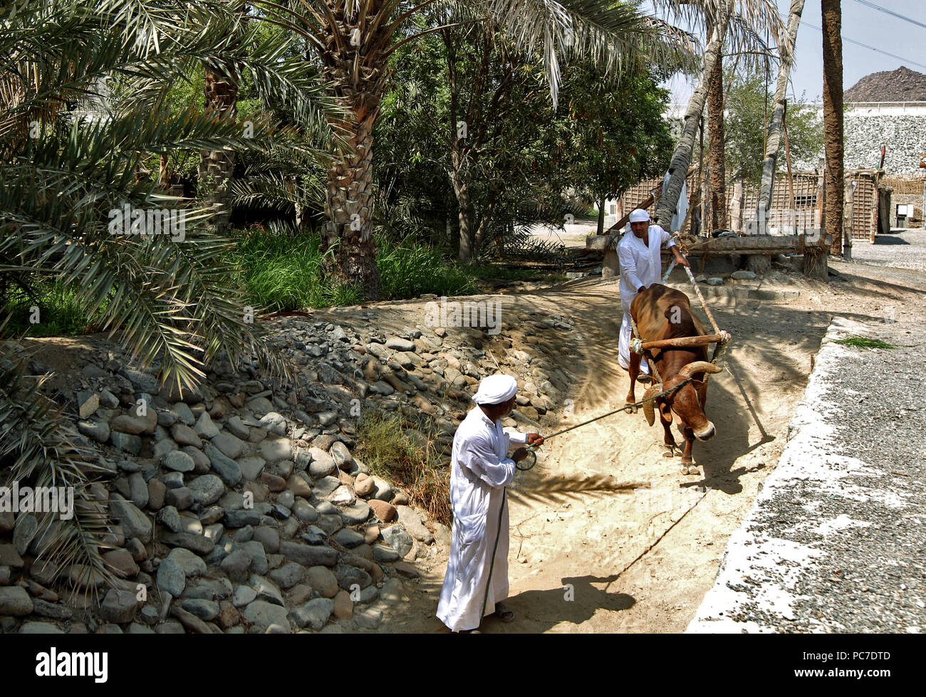 Emirats Arabes Unis les hommes en vêtements traditionnels pousser un taureau dans le cadre d'une vieille méthode de plantation à la village du patrimoine dans l'Emirat de Fujairah. Banque D'Images