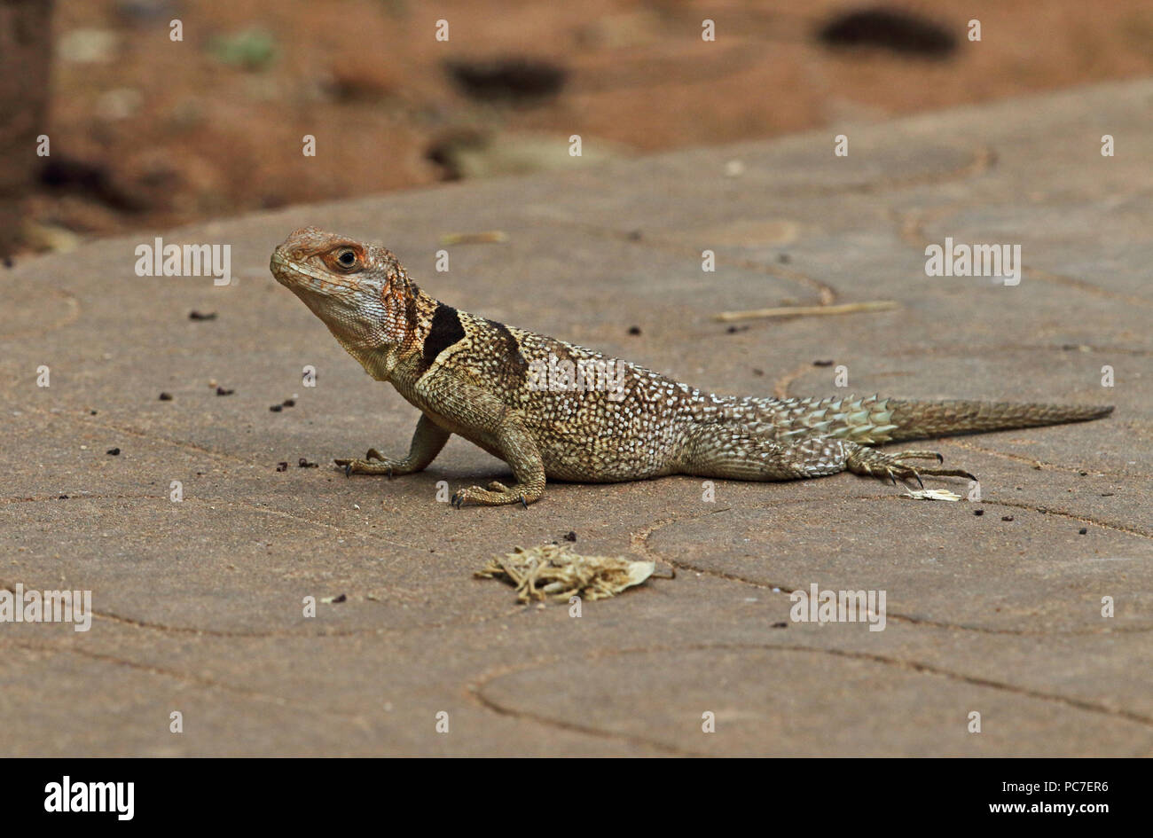 Collier malgache Iguana (Oplurus cuvieri) adulte debout sur chemin, endémique de Madagascar Ampijoroa Ankarafantsika, Station forestière, Madagascar Banque D'Images
