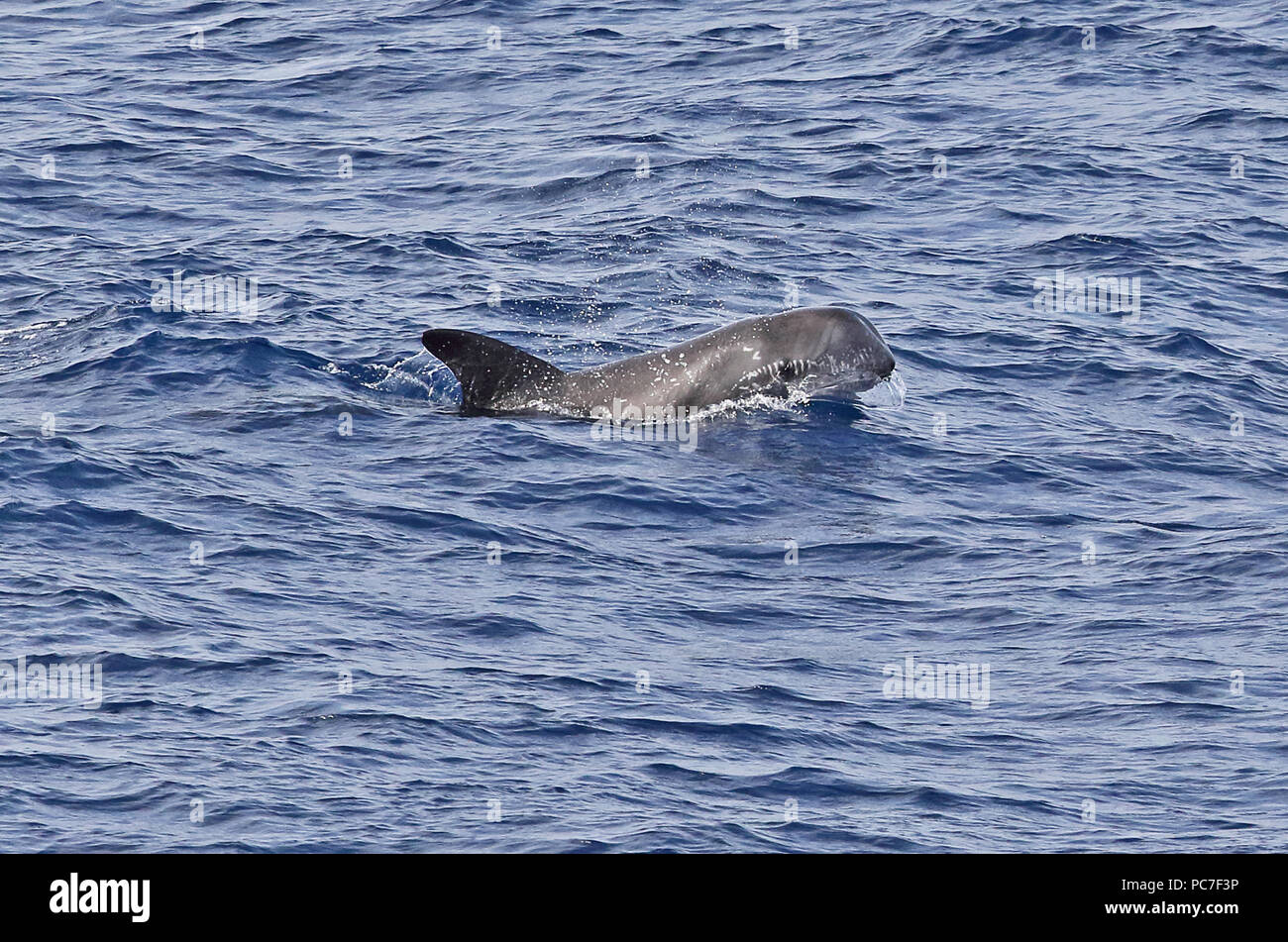 Dauphin de Risso (Grampus griseus) des profils à la surface est de l'océan Atlantique, au nord du Cap Vert peut Banque D'Images