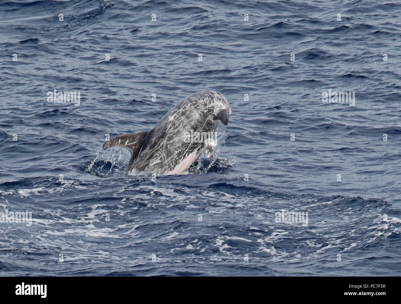 Dauphin de Risso (Grampus griseus) enfreindre adultes est de l'océan Atlantique, au nord du Cap Vert peut Banque D'Images