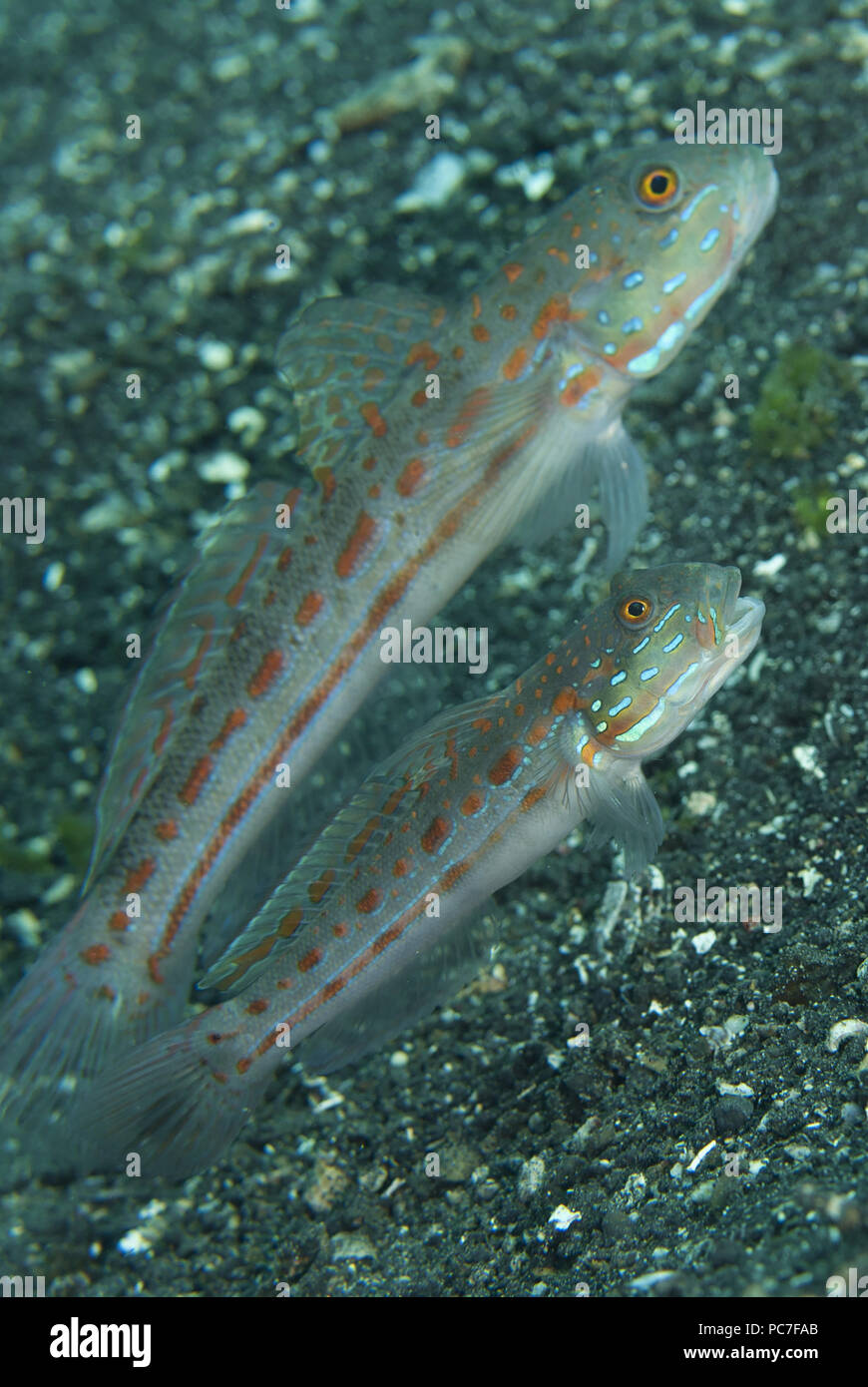 Orange-Gobie Valenciennea puellaris (en pointillés), l'une des paire donnant de la "bâillement" avertissement sur sable noir, Jari Jari dive site, Détroit de Lembeh, Sulawesi, Indonésie Banque D'Images