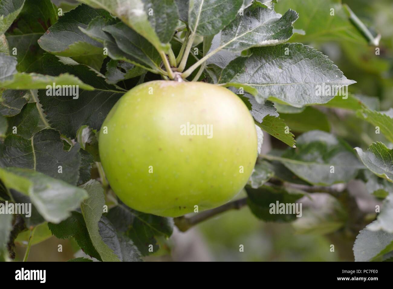 Des semis Bramleys Apple Banque D'Images