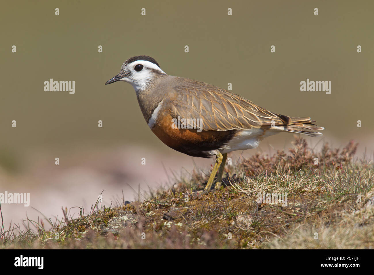 « Récent mâles adultes Charadrius morinellus se tenait sur Carnethy,Colline,d'Édimbourg sur la migration de reproduction plus au nord, en mai. Banque D'Images