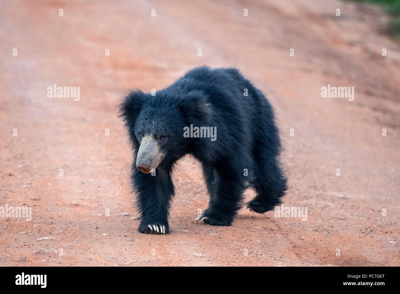 Ours du Sri Lanka dans la jungle Banque D'Images