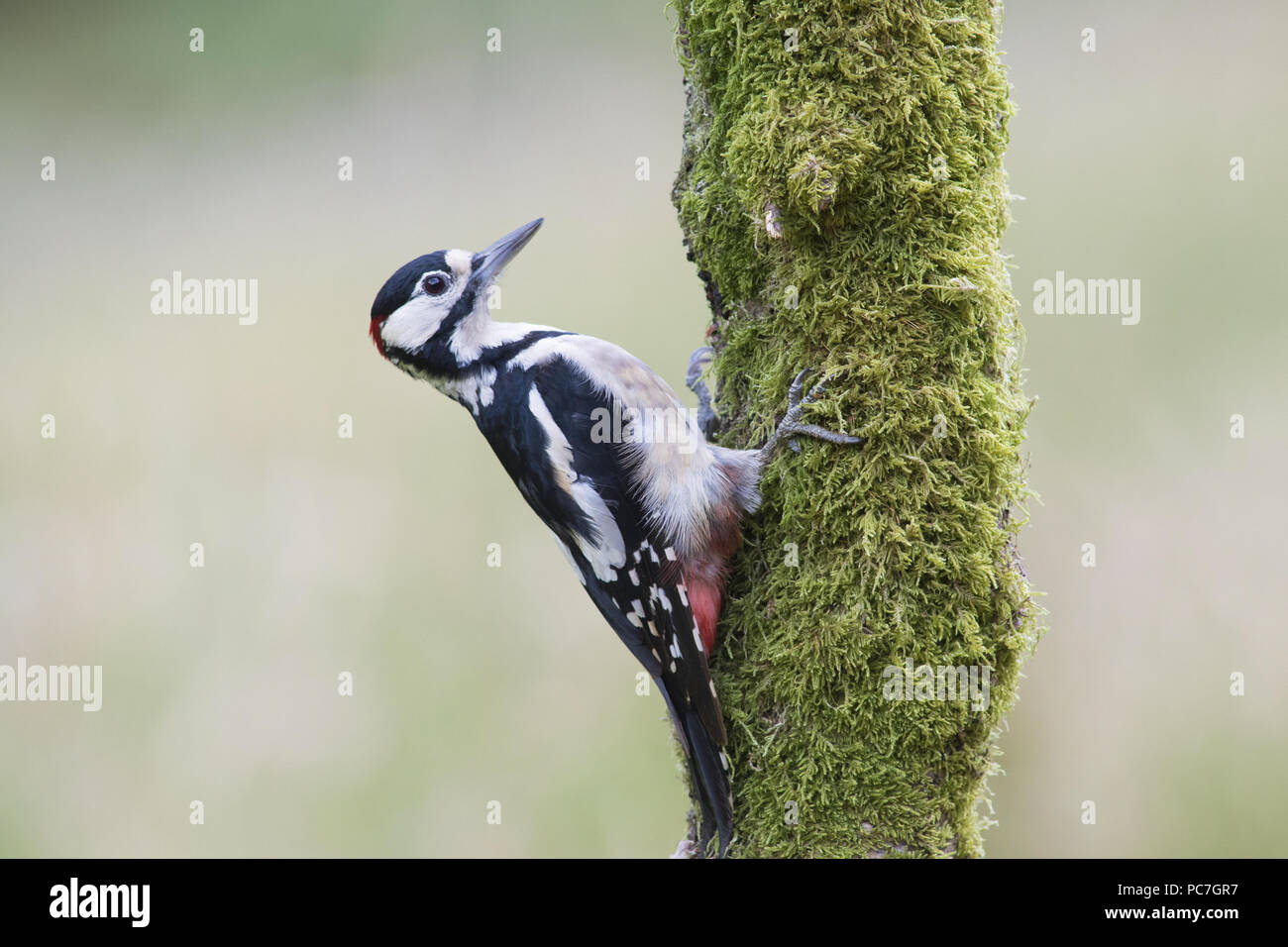 Pic, Dendrocopos major, accrochant sur arbre moussu , Dumfries , Juillet Banque D'Images