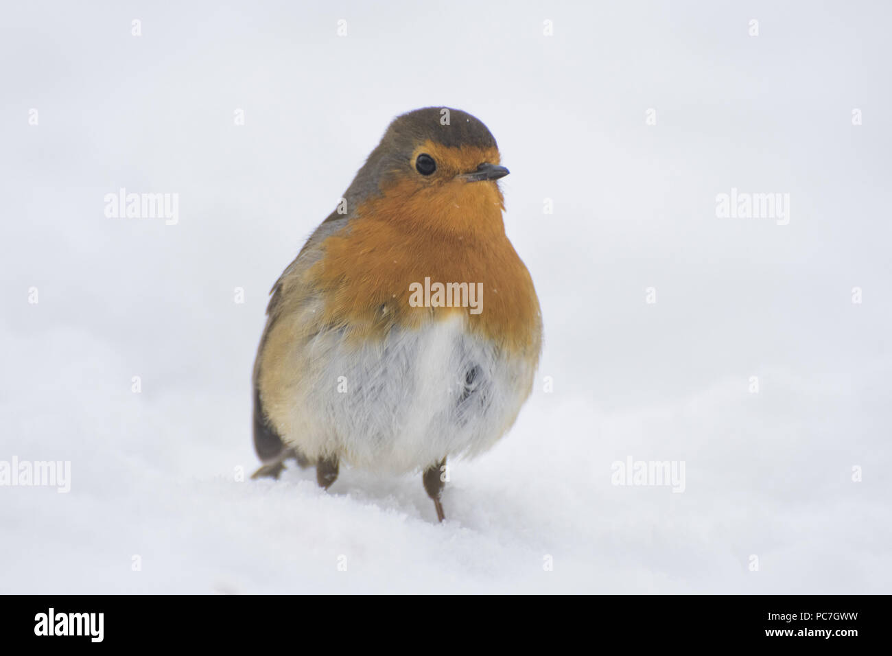 Robin (Erithacus rubecula aux abords) des profils, dans la neige, d'alimentation fairham Brook, Nottinghamshire, février Banque D'Images