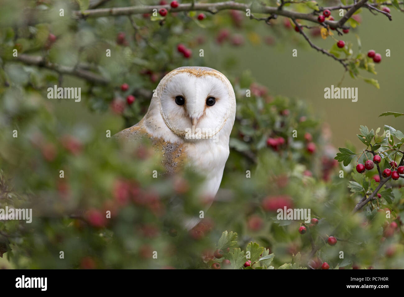Effraie des clochers (Tyto alba) adulte, perché en commun l'aubépine (Crataegus oxyacantha) avec des baies, Suffolk, Angleterre, septembre, contrôlée sous réserve Banque D'Images