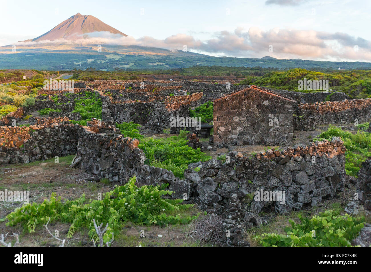 La silhouette du mont Pico, donnant sur le haies divisant les vignobles de l'île de Pico, Açores, Portugal Banque D'Images