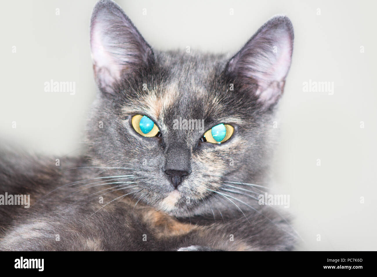 Chat Aux Yeux Bleu Gris Banque Dimages Photo Stock