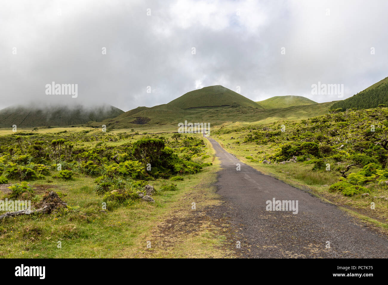 Tout droit, la route sans nom dans la région de la Terra Alta, avec Erica maderensis, île de Pico, Açores, Portugal Banque D'Images