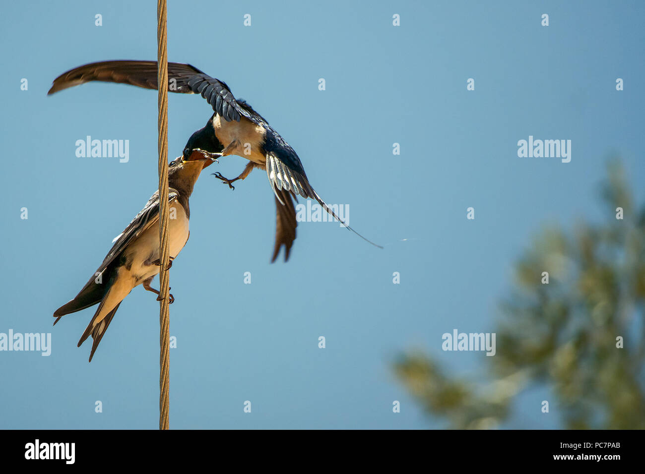 Un gros plan d'une citrine parent nourrir les oiseaux son jeune bébé tandis qu'en vol. Banque D'Images