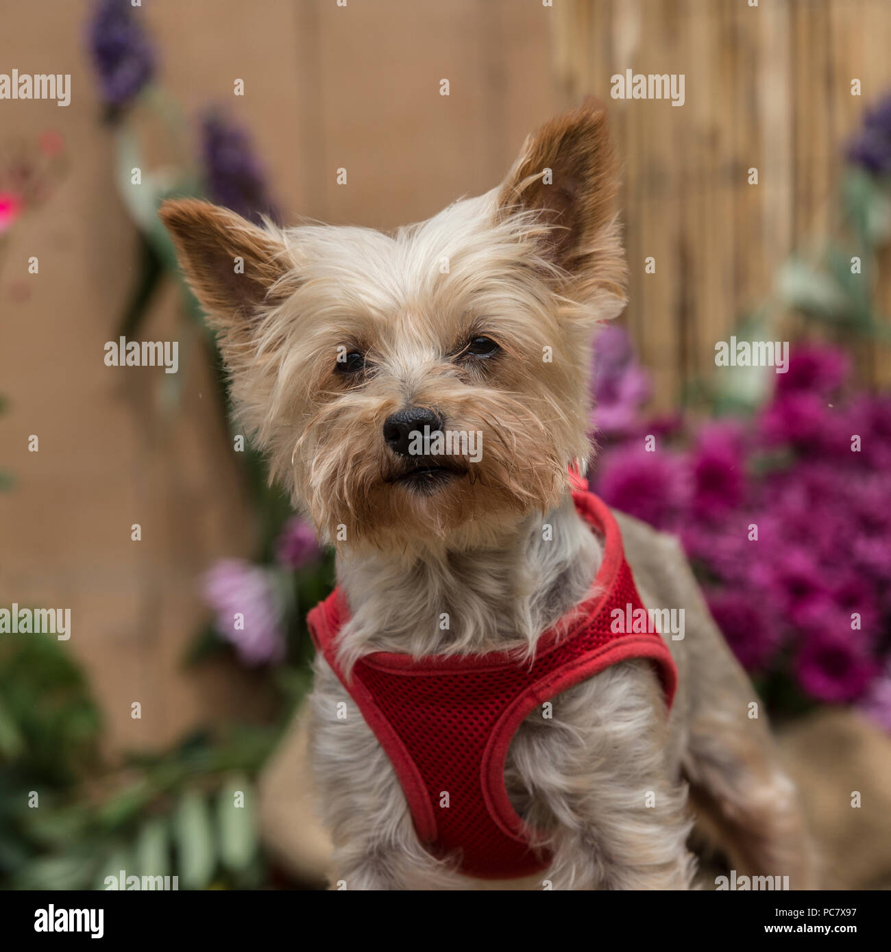 Yorkshire Terrier Banque D'Images