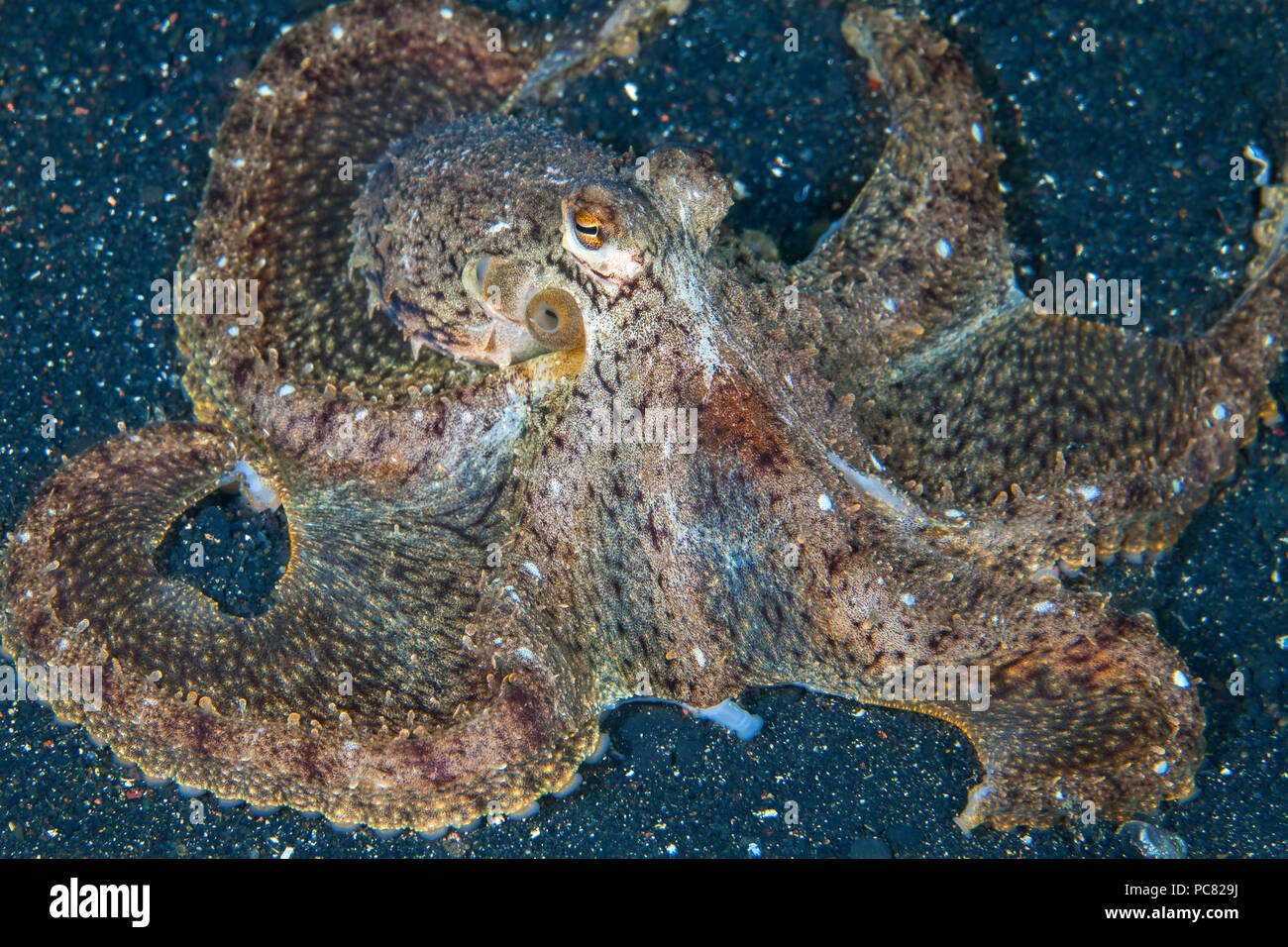 Longarm octopus (Abdopus sp.) sur le fond marin du Détroit de Lembeh (Indonésie). Banque D'Images