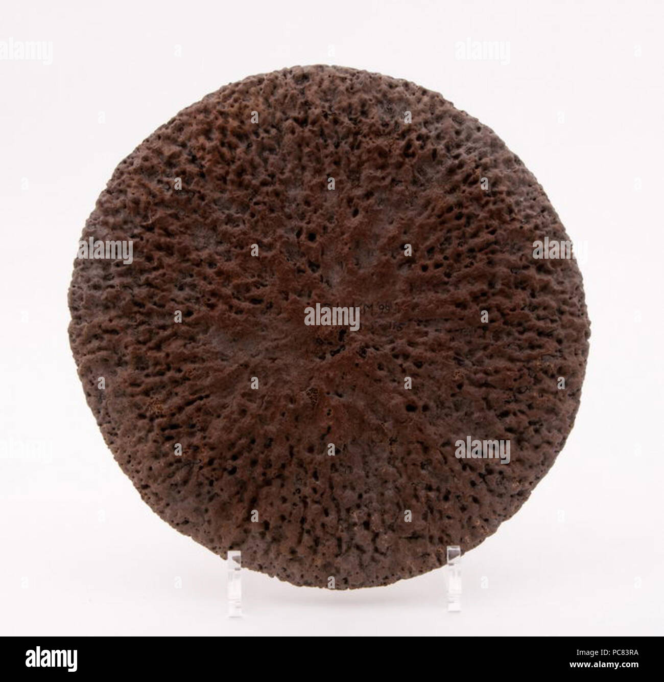 63 Walviswervel in de vorm van een ronde platte schijf, 10de eeuw Banque D'Images