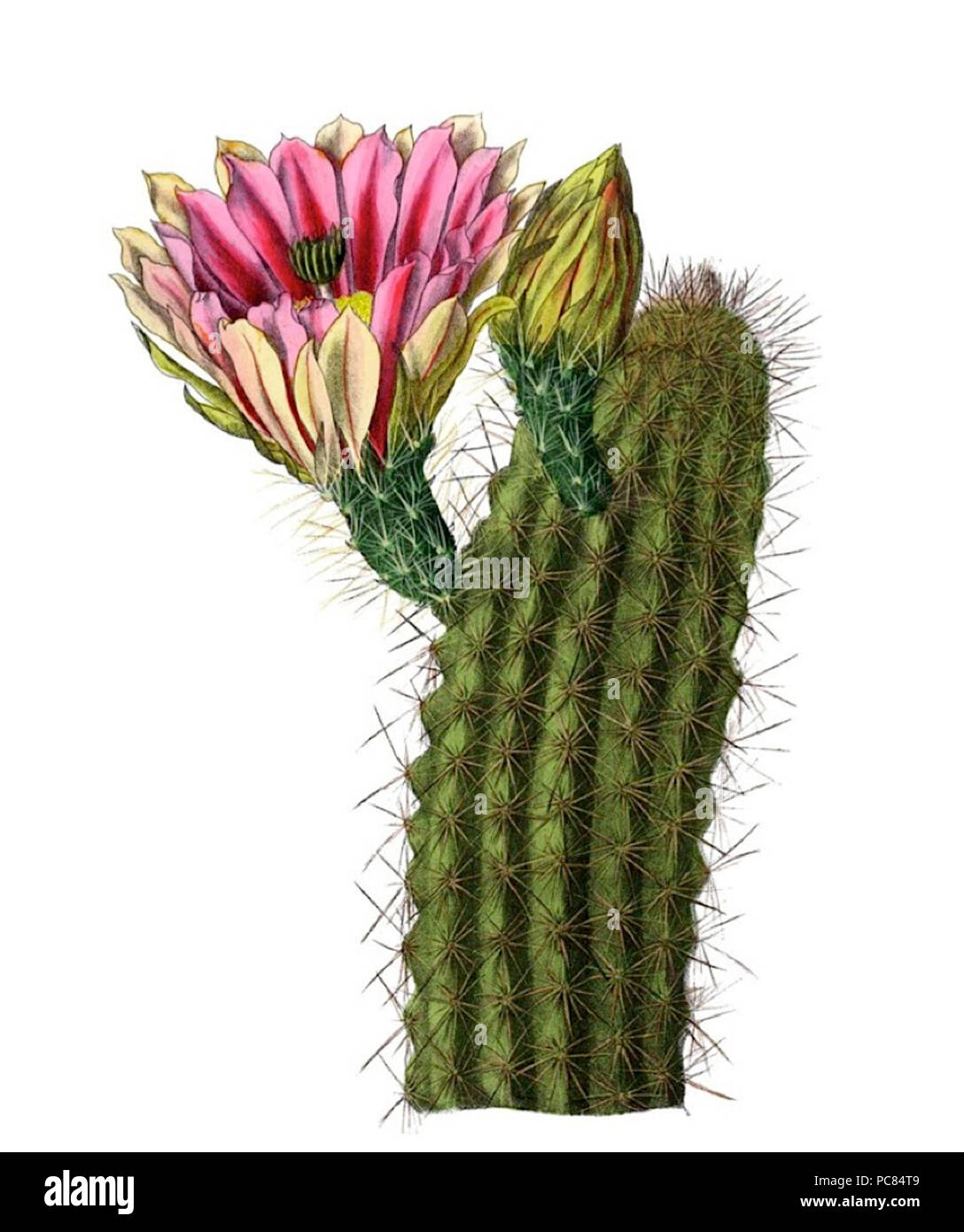 176 Echinocereus coccineus h2 Banque D'Images