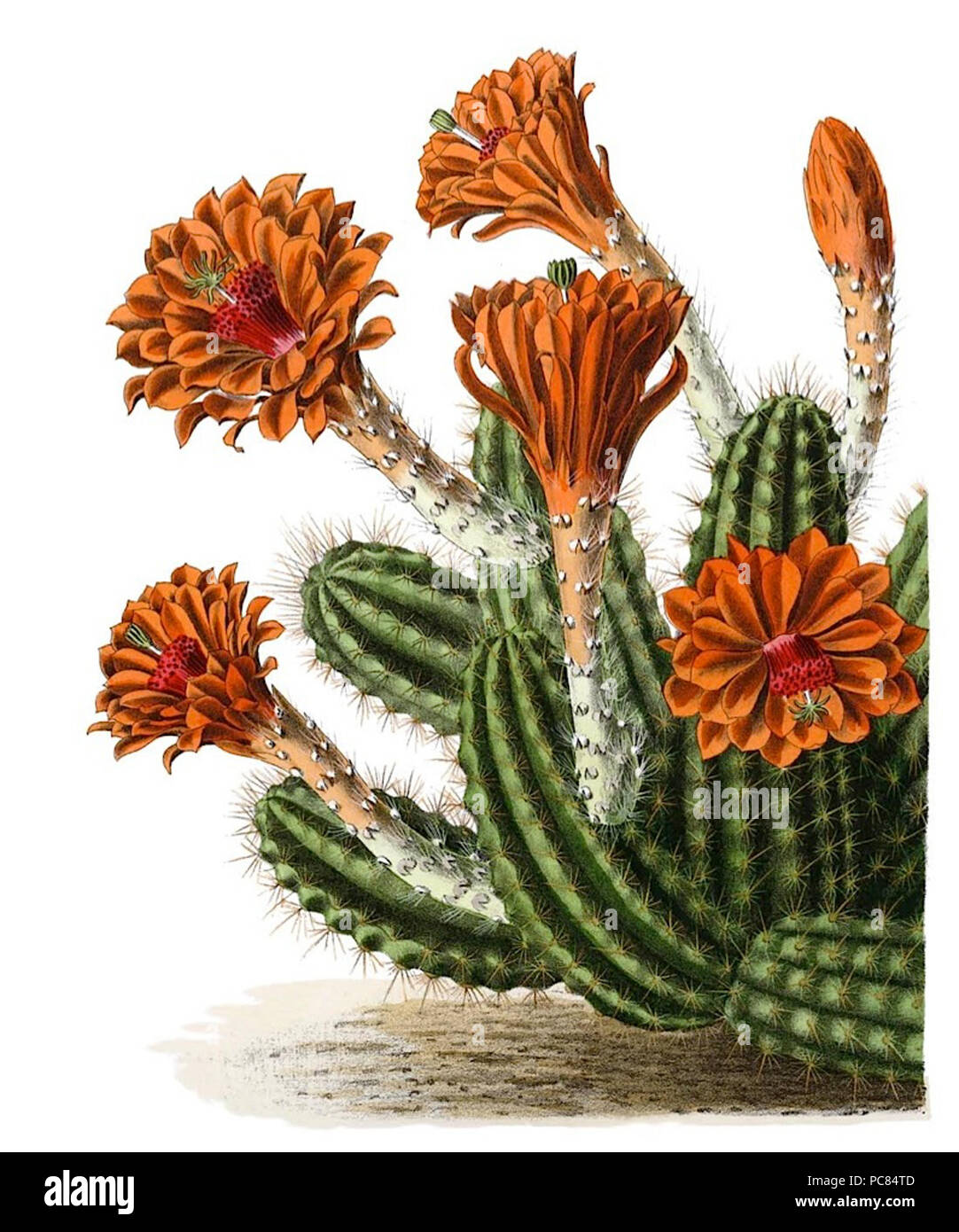 176 Echinocereus scheeri pm Banque D'Images