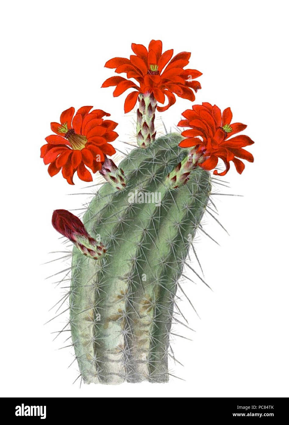 176 Echinocereus polyacanthus polyacanthus pm Banque D'Images