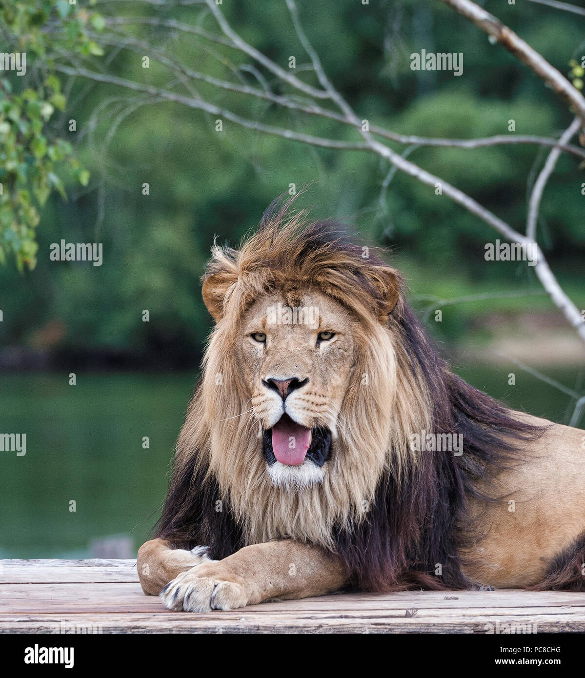 African Lion Safari sur toit de voiture avec un lion femelle à côté de lui Banque D'Images