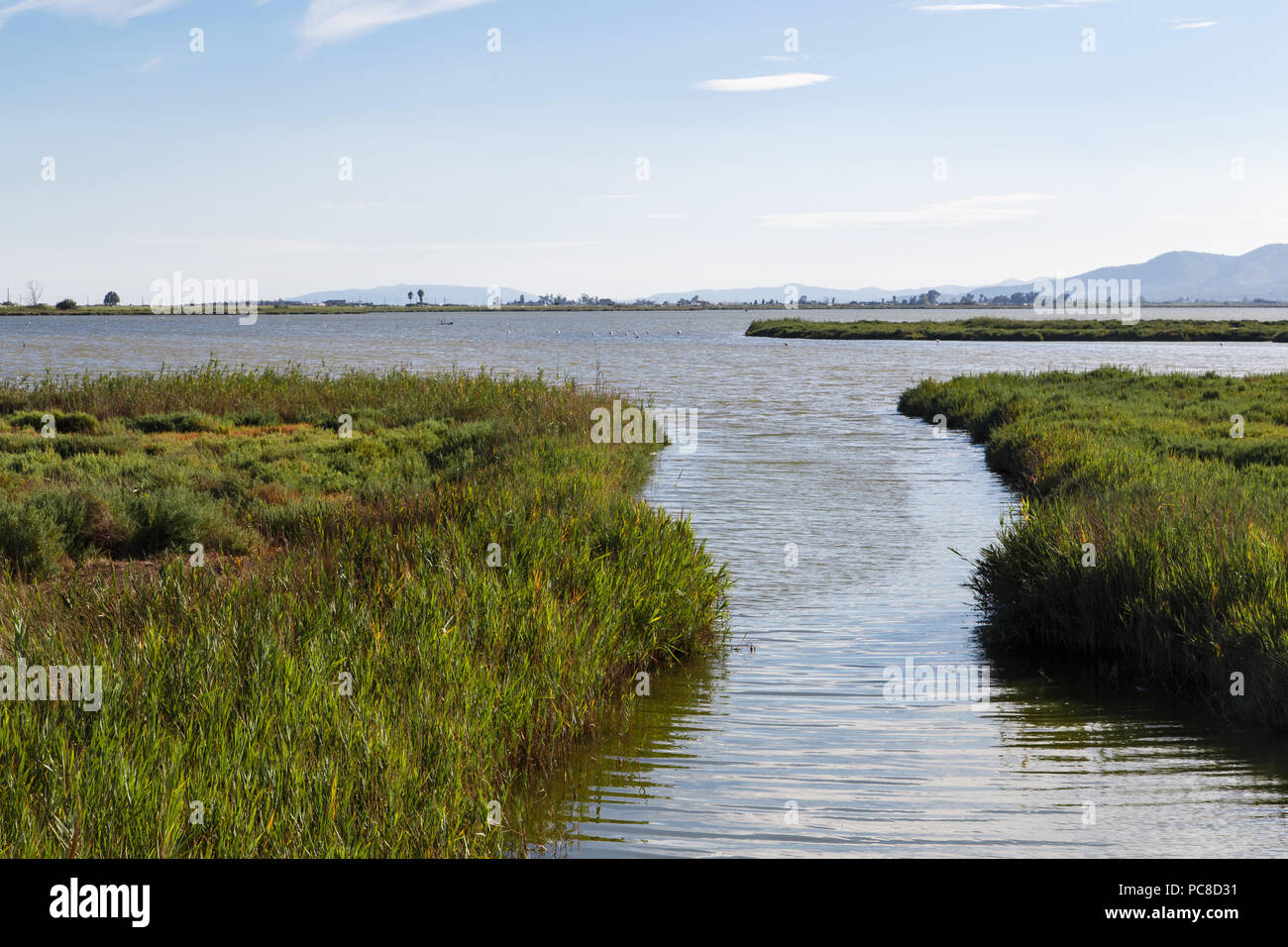 Delta de l'Ebre Parc Naturel de la Catalogne, de la rivière avec vue sur les plantes Banque D'Images