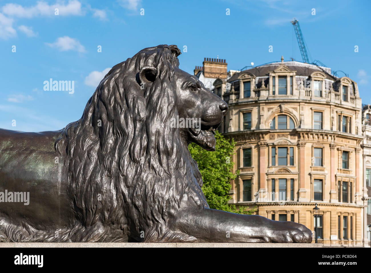 Statue de lion de barbarie à la base de la Colonne Nelson à Trafalgar Square à Londres, Angleterre, RU Banque D'Images