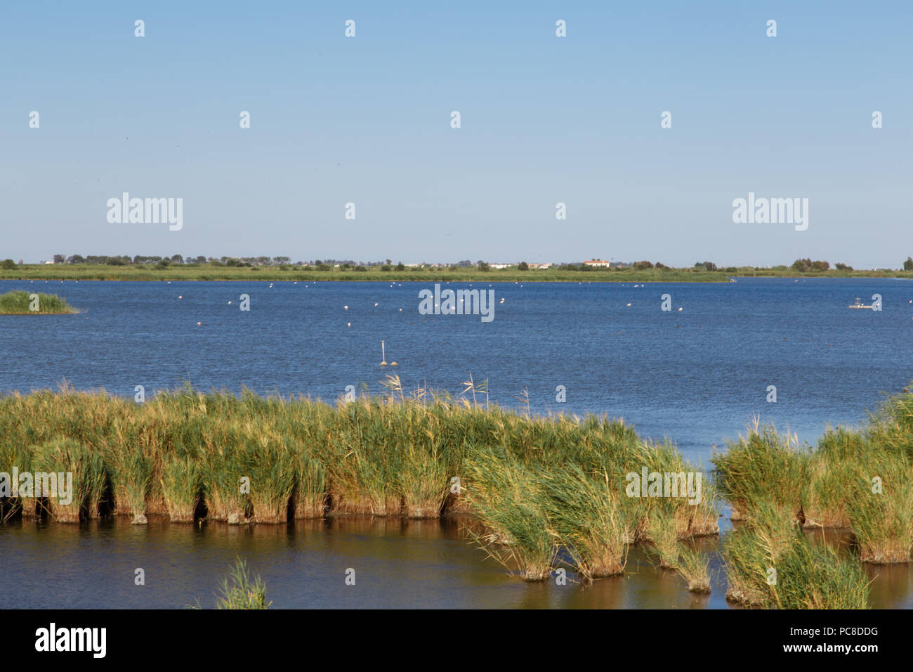 Delta de l'Ebre Parc Naturel de la Catalogne, de la rivière avec vue sur les plantes Banque D'Images