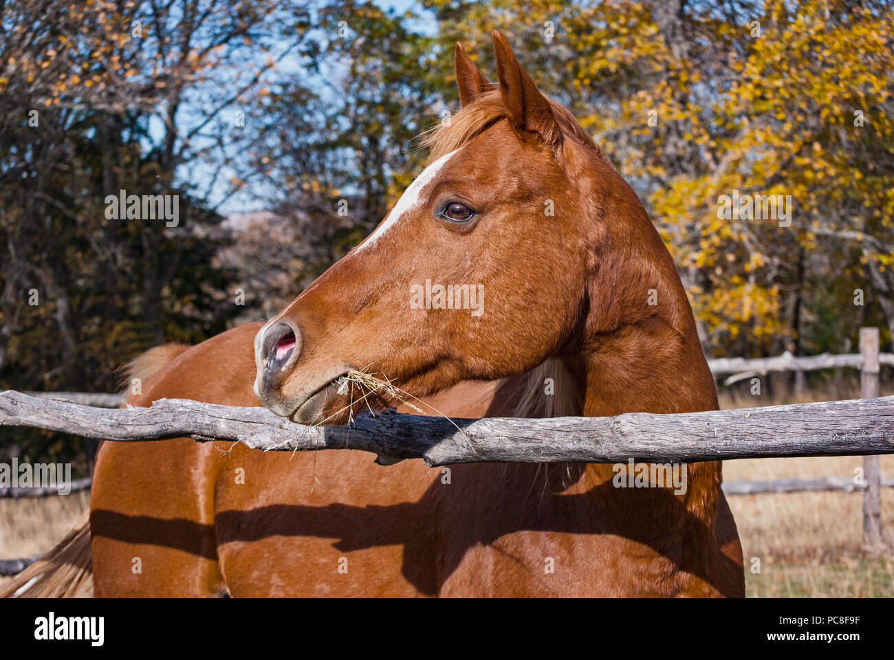 Tête portrait d'un cheval arabe alerte derrière une clôture rustique dans un cadre naturel mange de l'herbe Banque D'Images