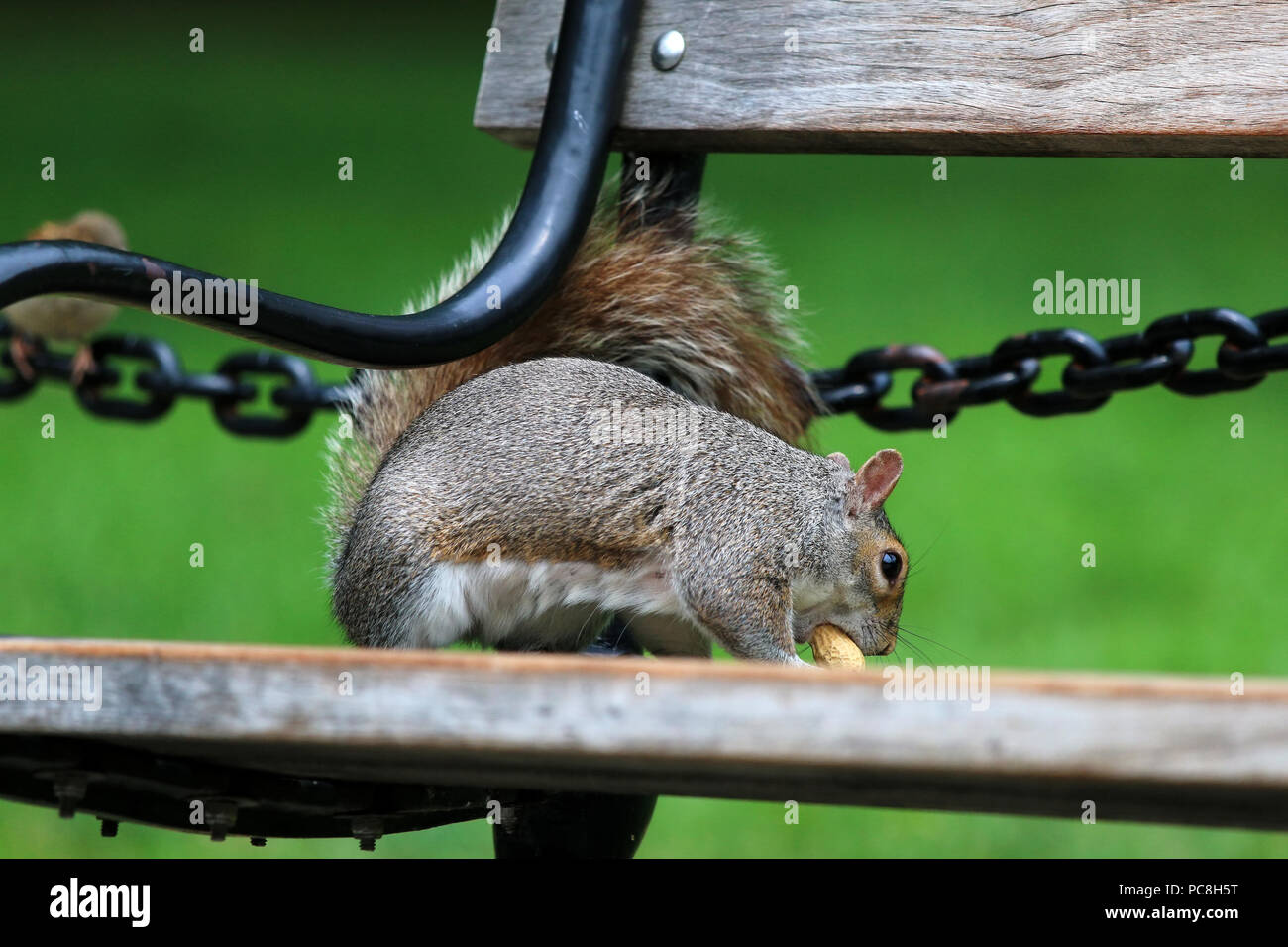 NEW YORK, NY - 10 juillet : Squirrel est titulaire d'une cacahuète sur un banc de parc de Washington Square à Manhattan le 10 juillet 2017 à New York, USA. Banque D'Images
