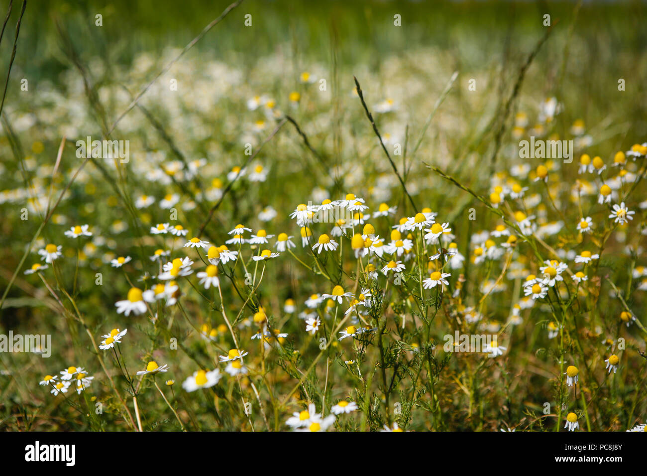 Marguerites sur le bord d'un champ d'herbe Banque D'Images