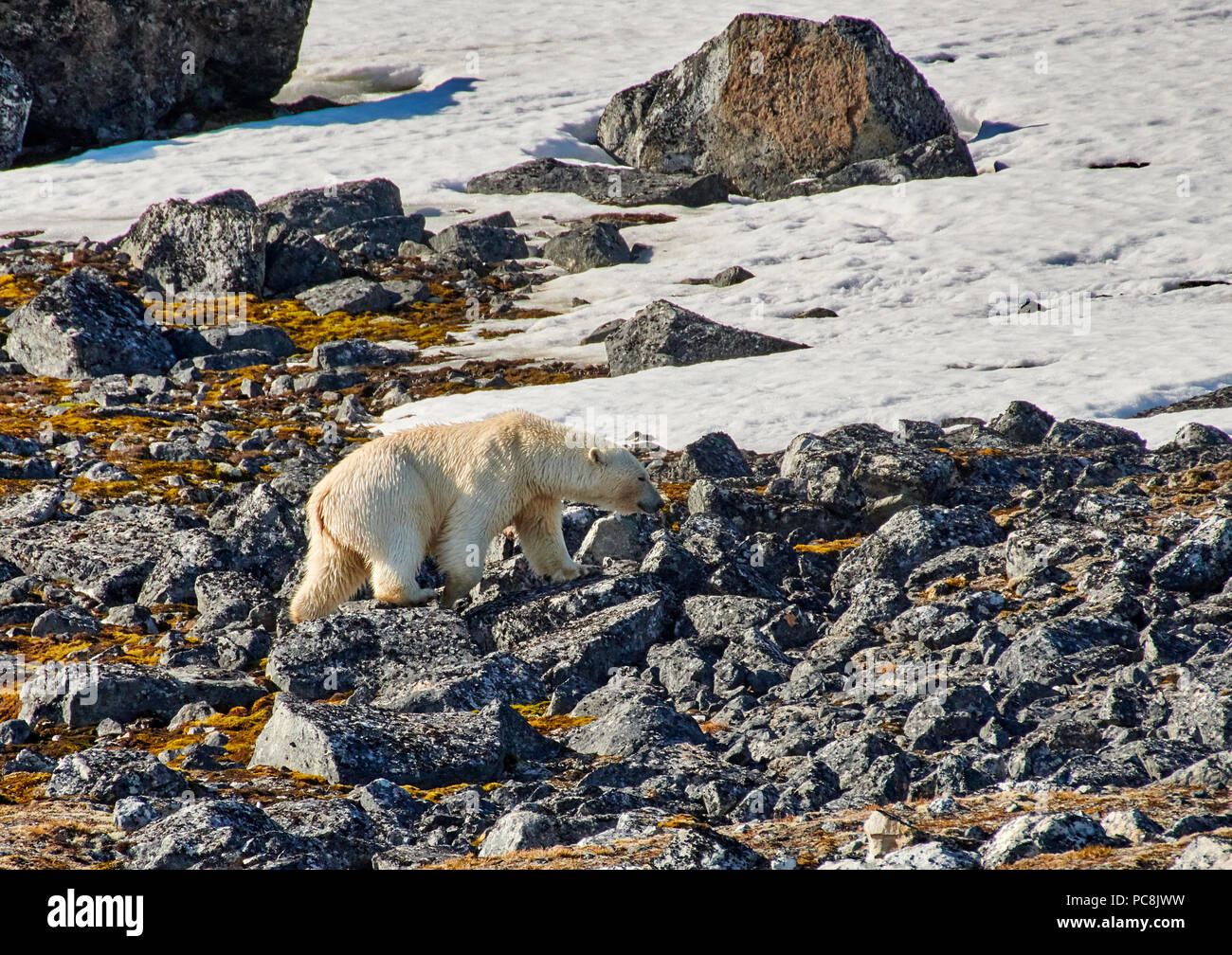 L'ours polaire (Ursus maritimus) trempage sur pierres, Spitsbergen, Svalbard ou l'Europe Banque D'Images