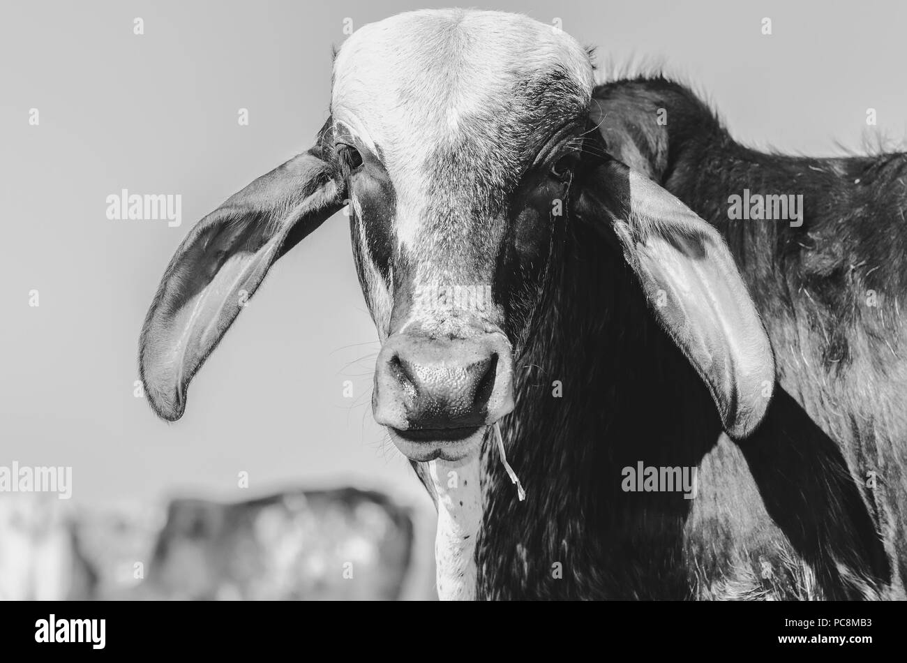 Portrait noir et blanc d'une vache avec un morceau d'herbe sèche sur la bouche. Banque D'Images
