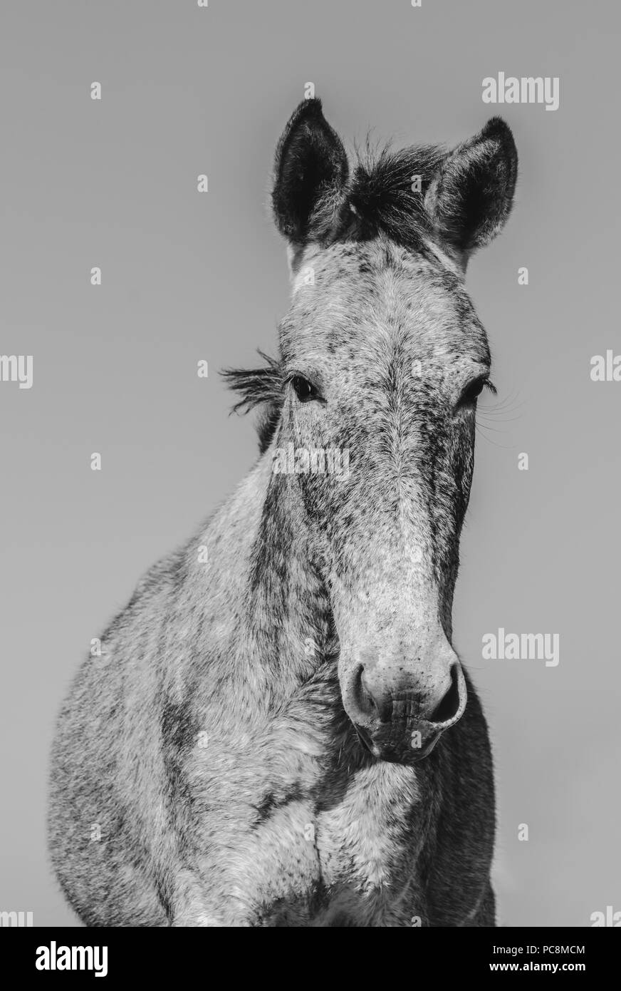 Portrait d'une mule. Portrait noir et blanc d'une mule, vue avant, farm animal. Banque D'Images