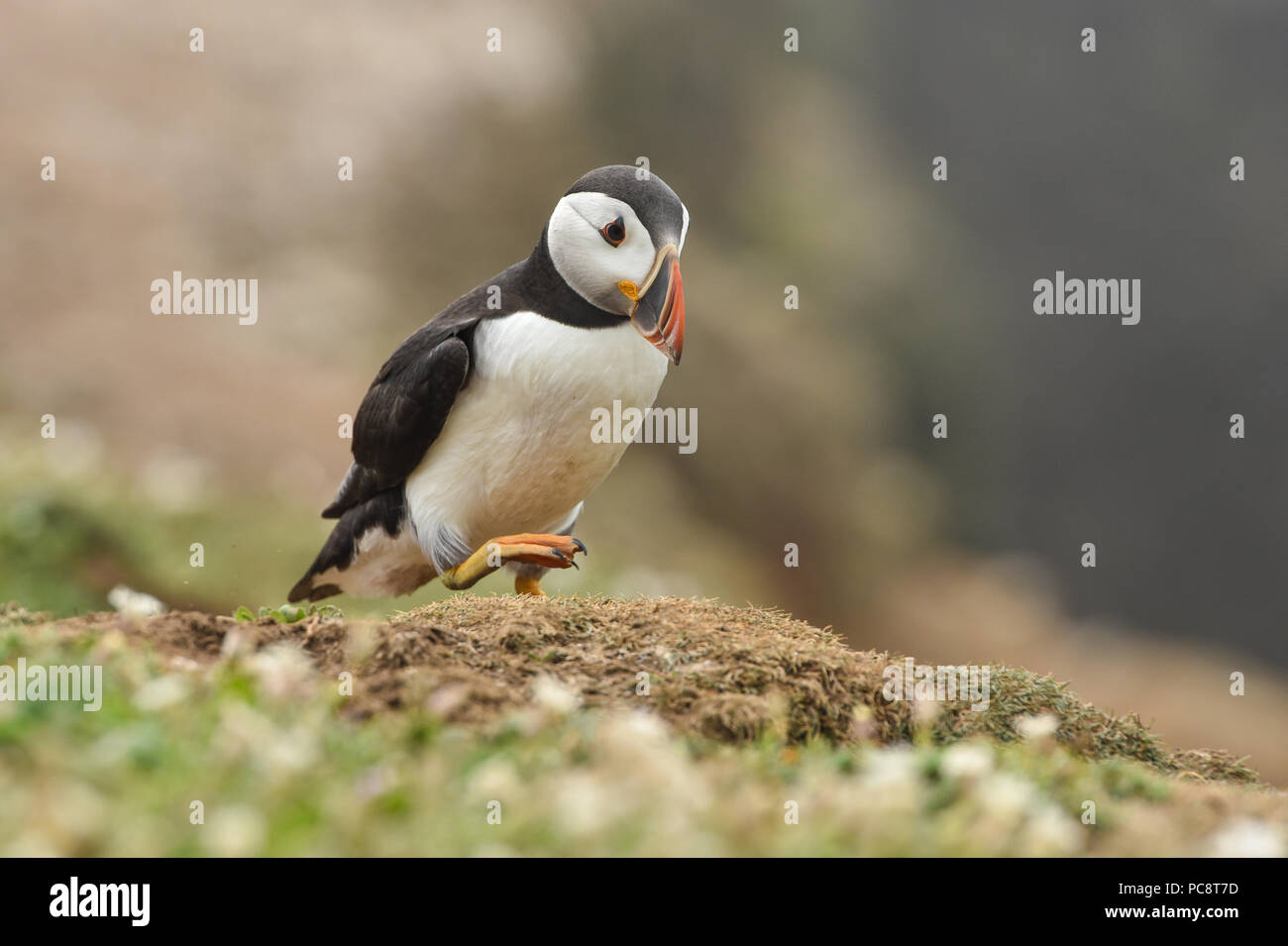 Le macareux moine, Fratercula arctica sur l'île de Skomer, UK Banque D'Images