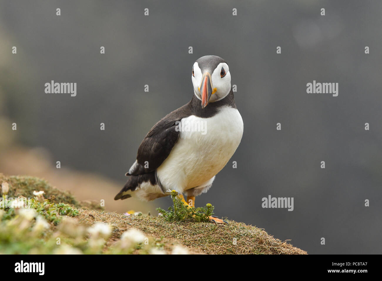 Le macareux moine, Fratercula arctica sur l'île de Skomer, UK Banque D'Images