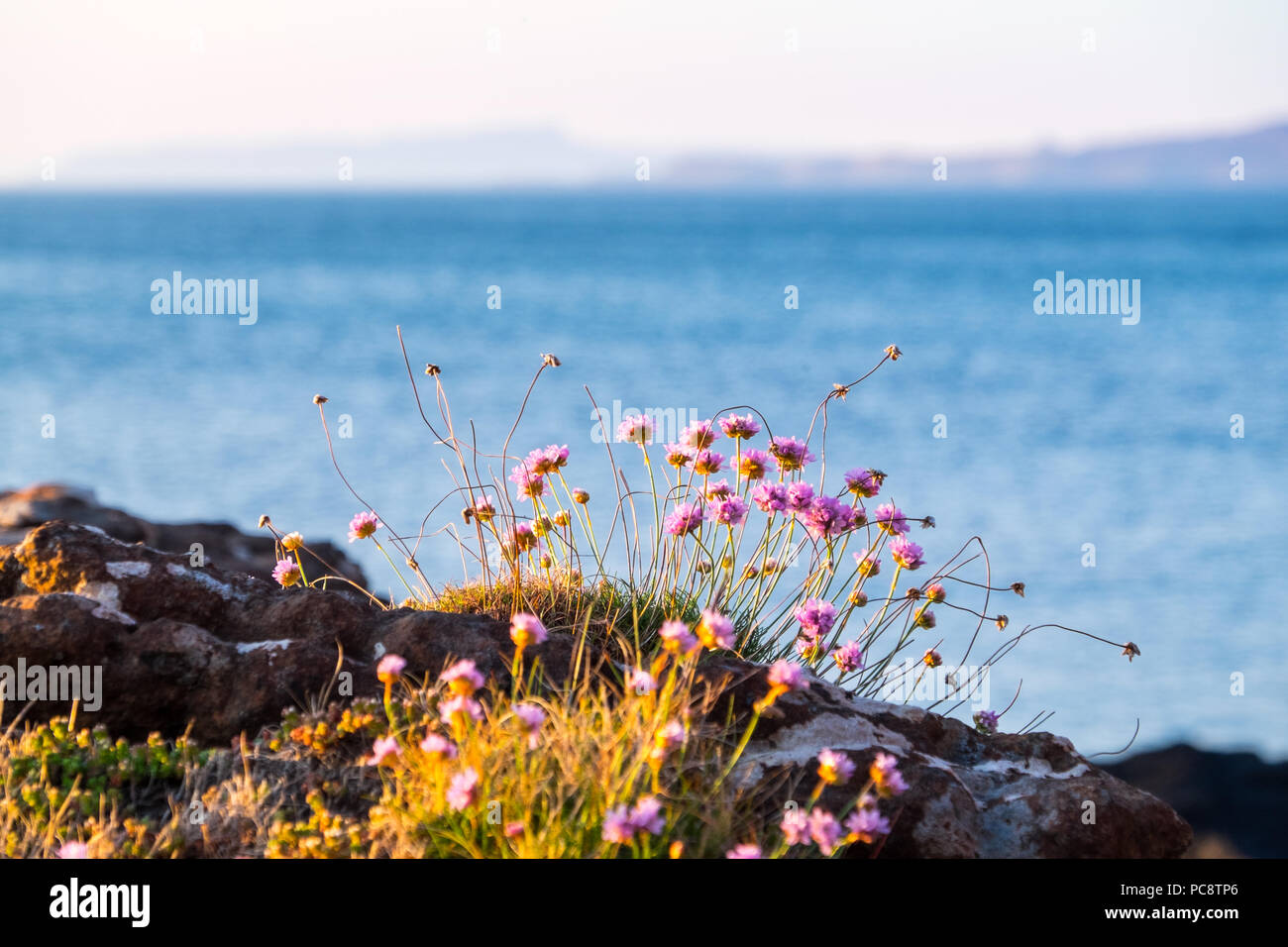 Sea Rose / Économie / Sea Thrift sur la côte ouest de l'Ecosse Banque D'Images