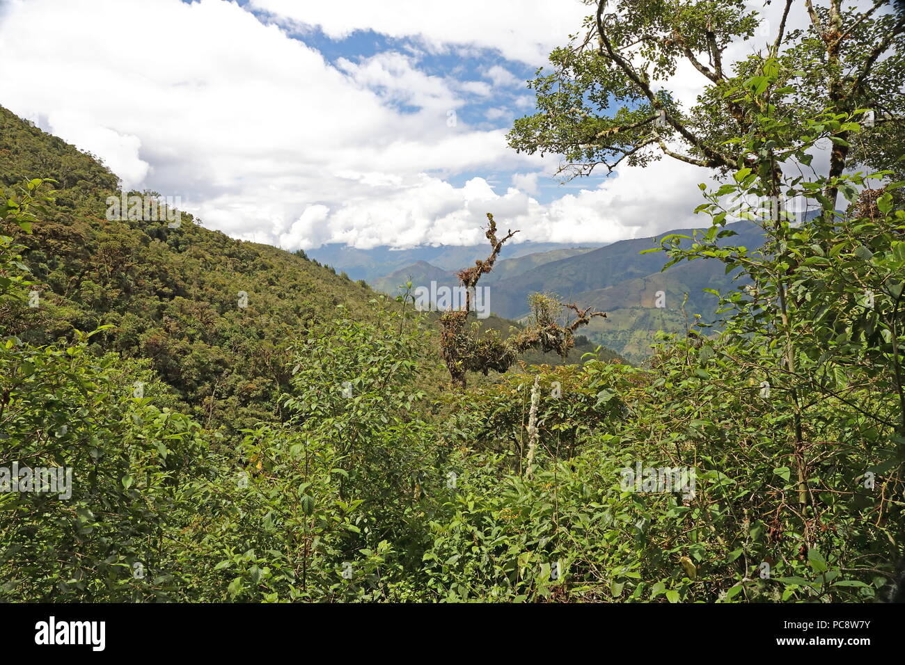 Vue sur les montagnes de forêt tropicale Février Loja (Equateur) Banque D'Images