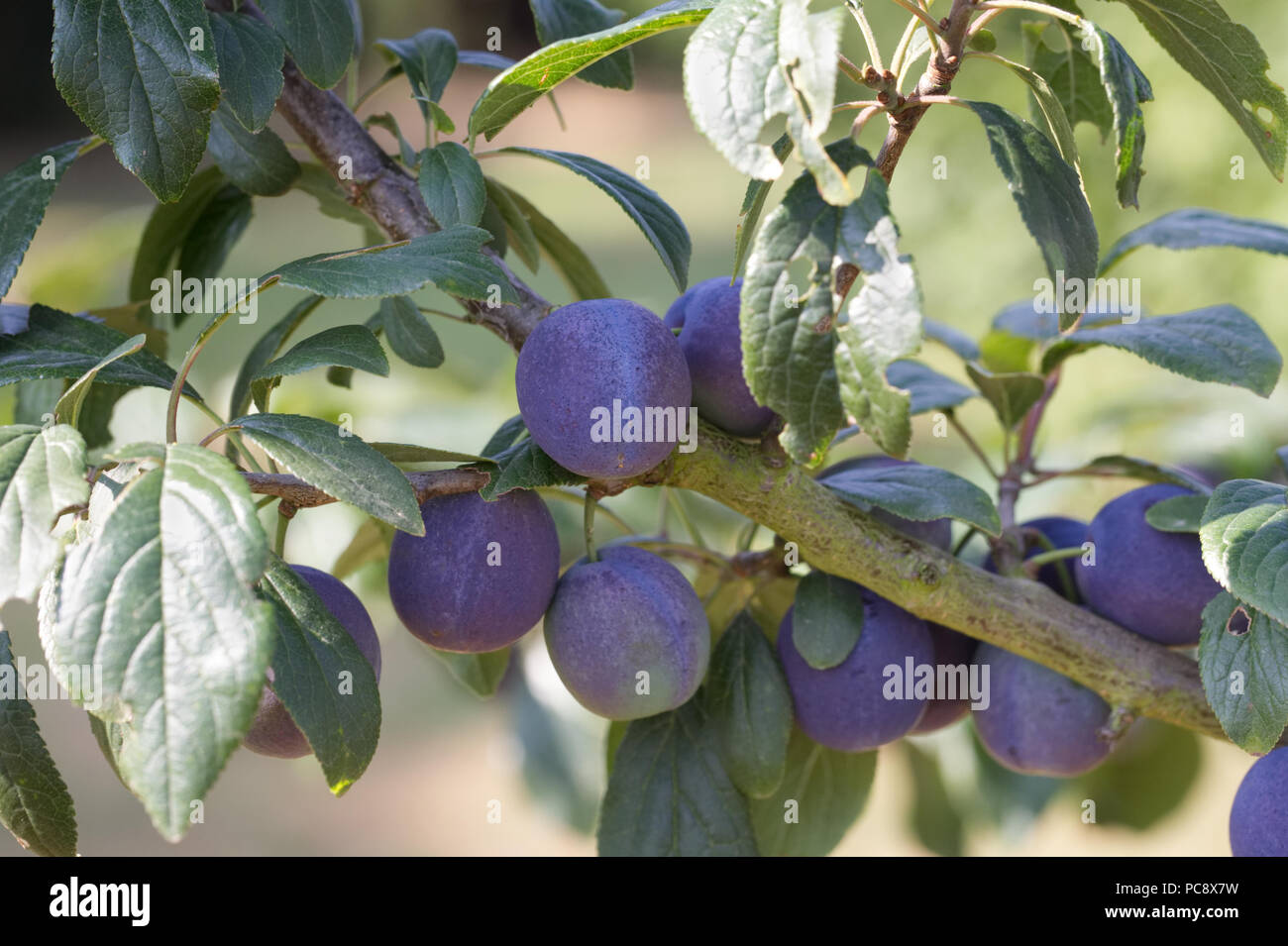 'Plum'Flude Damson' fruit. Prunus domestica 'incisia Flude's Damson'. Banque D'Images