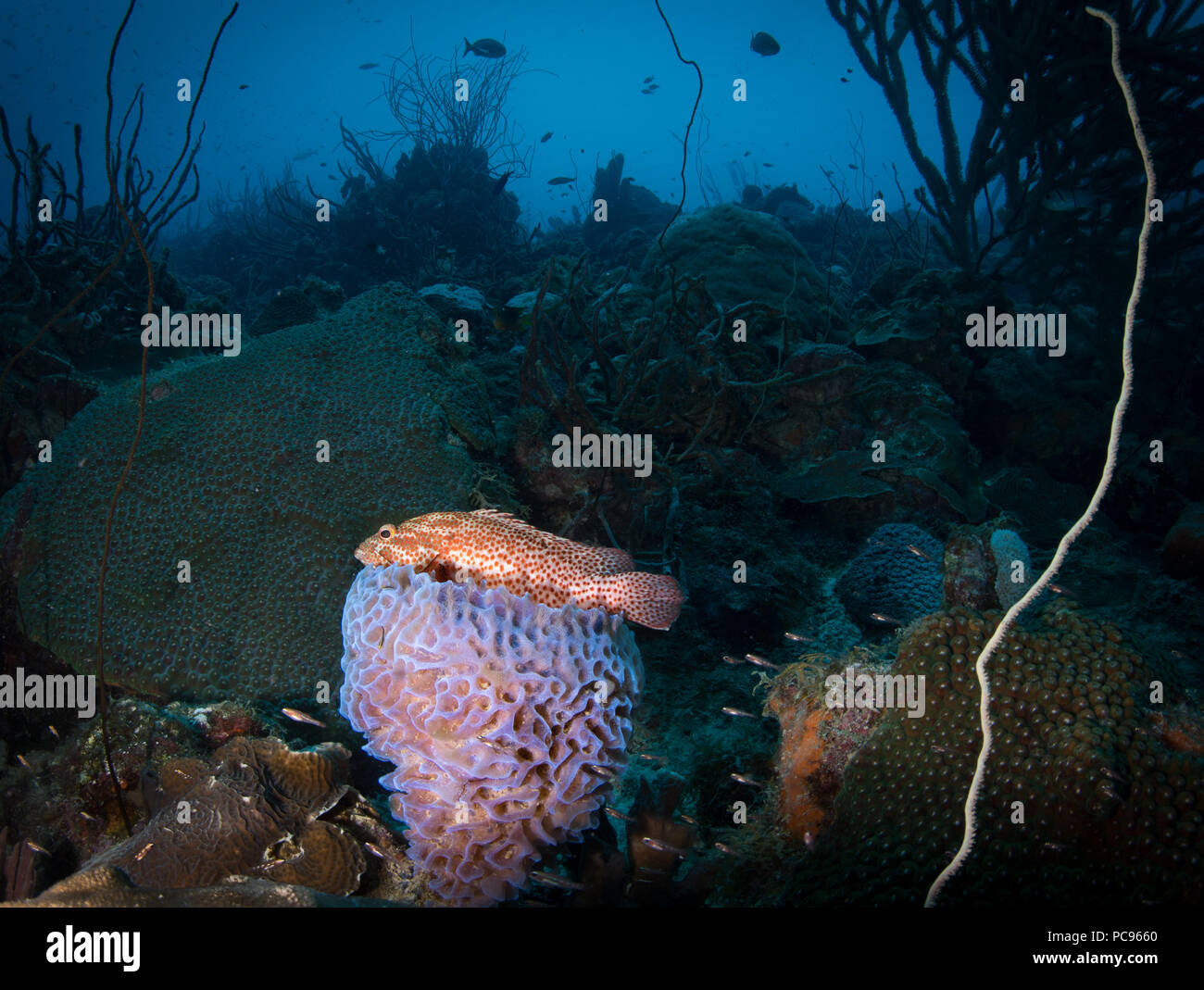 Un groupeur jouit de la vue depuis son siège corail éponge vase. Bonaire, Antilles néerlandaises Banque D'Images