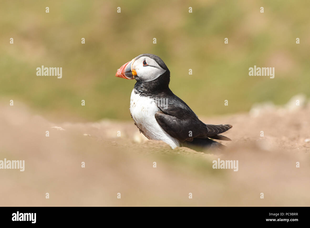 Le macareux moine, Fratercula arctica sur l'île de Skomer, UK Banque D'Images