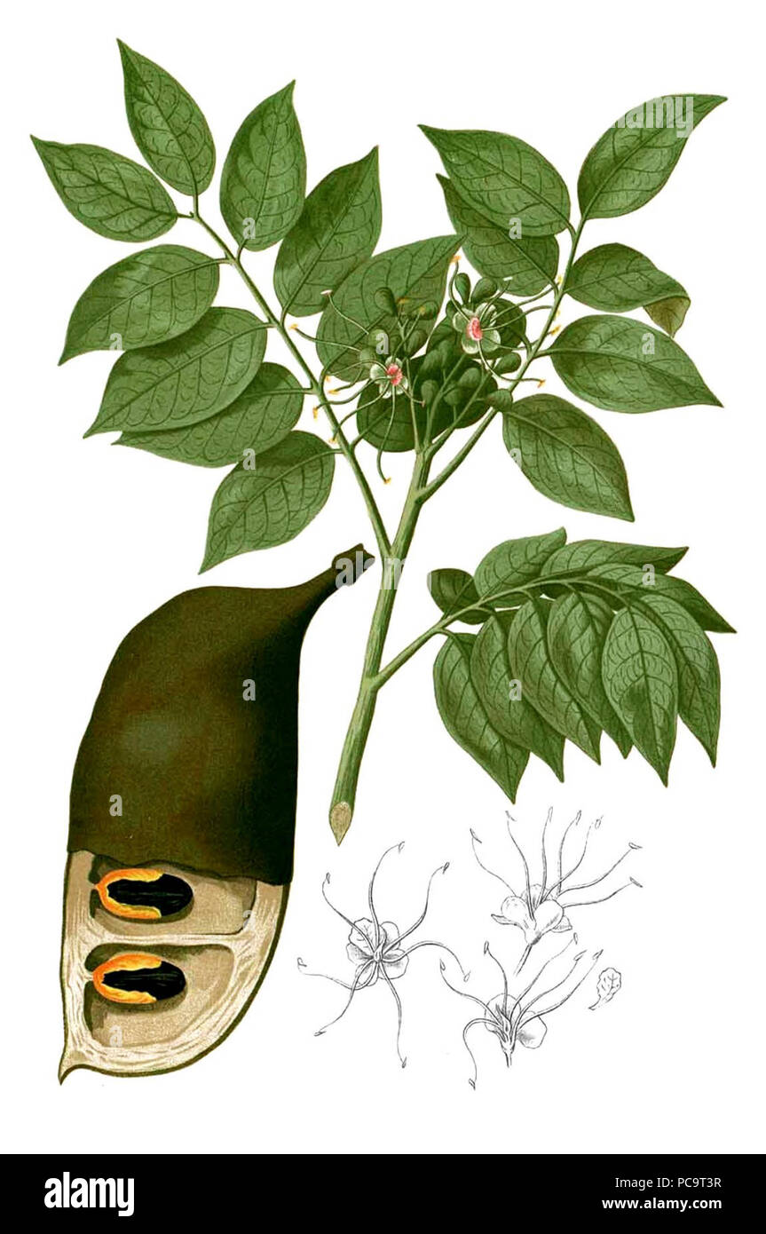 Afzelia rhomboidea Blanco2.281-rognées. Banque D'Images
