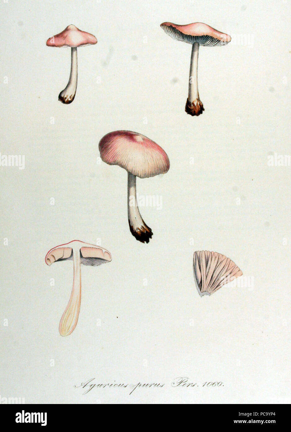 Agaricus purus - Flore Batava - Volume v14. Banque D'Images