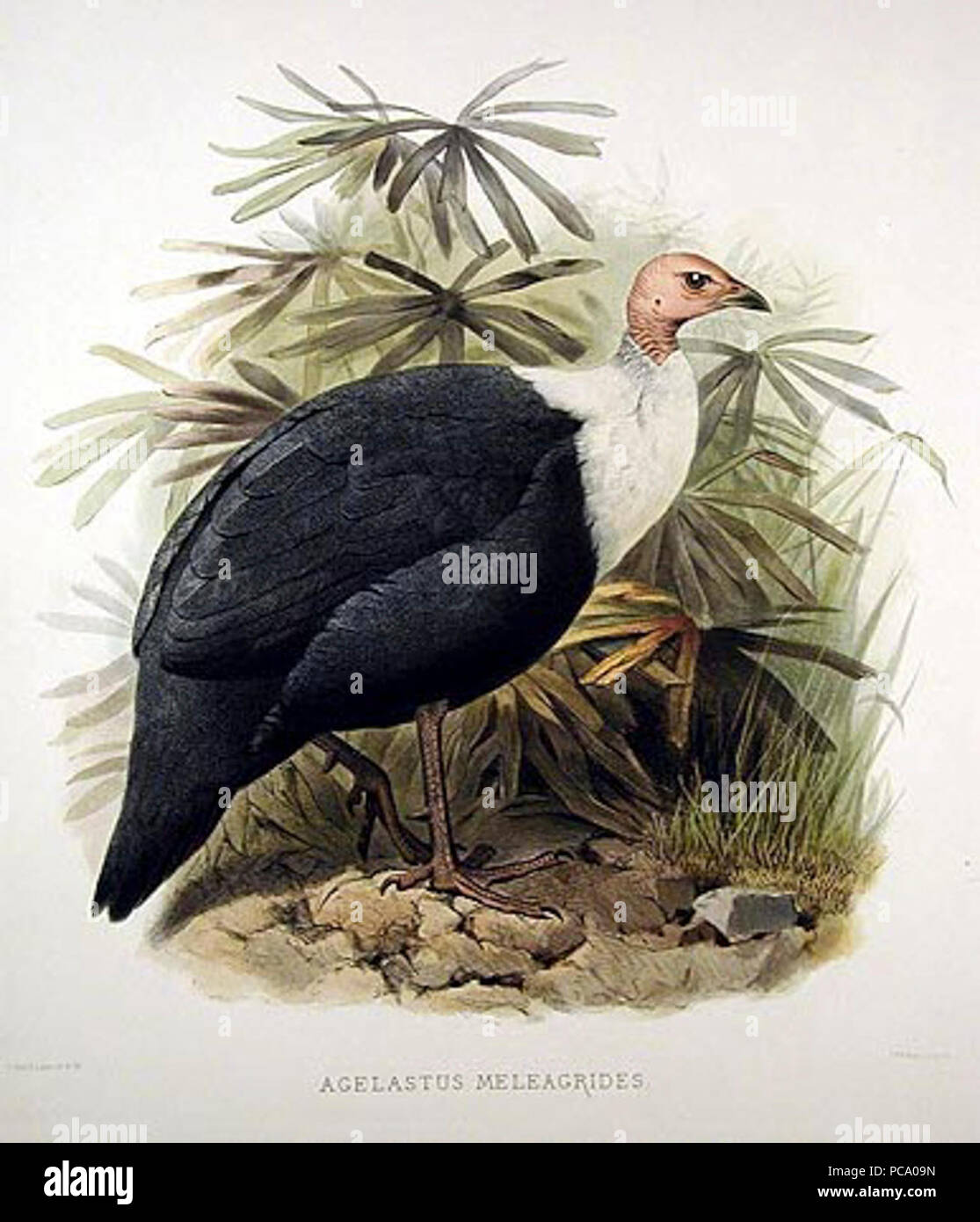 Agelastus meleagrides - Elliot. Banque D'Images