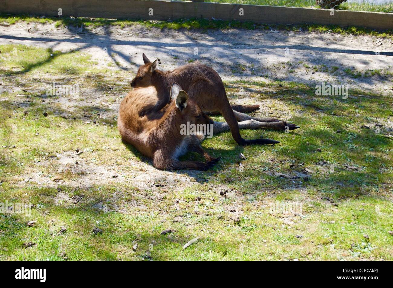 Une jolie famille d'brown kangourous jouant dehors à Victoria (Australie) près de Melbourne sur une belle journée ensoleillée Banque D'Images