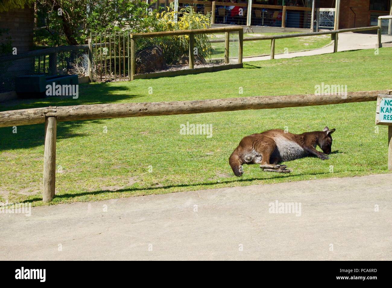 Cute furry brown kangaroo à Victoria (Australie) près de Melbourne pose au soleil sur une pelouse verte et luxuriante Banque D'Images