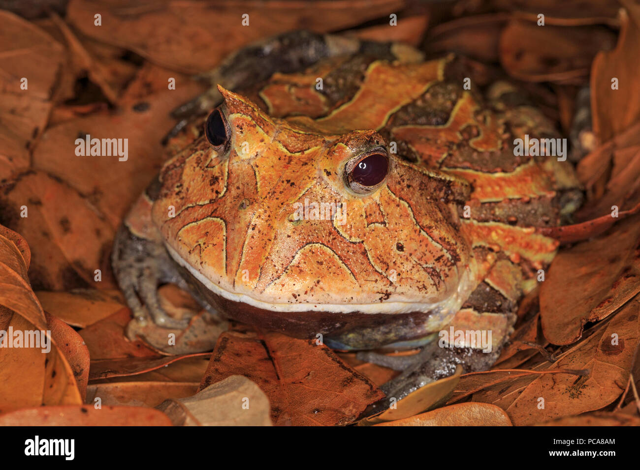 Suriname horned frog (Ceratophrys cornuta) Banque D'Images