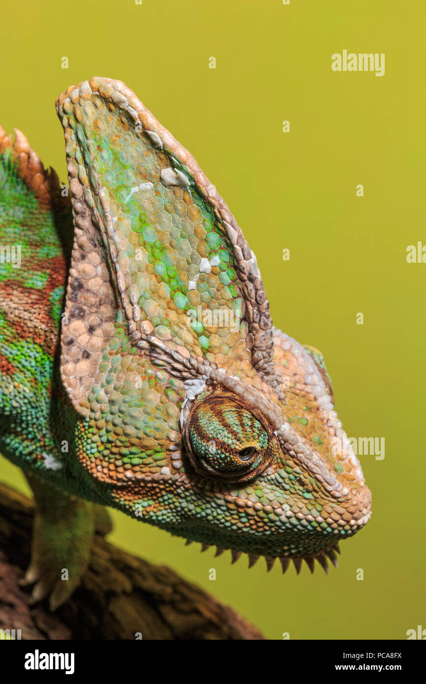 (Chamaeleo calyptratus caméléon voilée) Banque D'Images