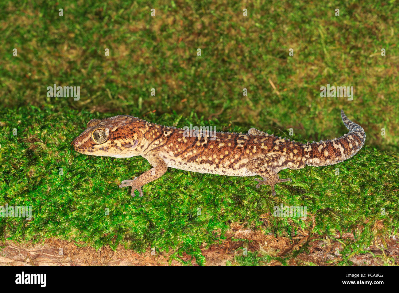 Paroedura pictus Panther (gecko) Banque D'Images