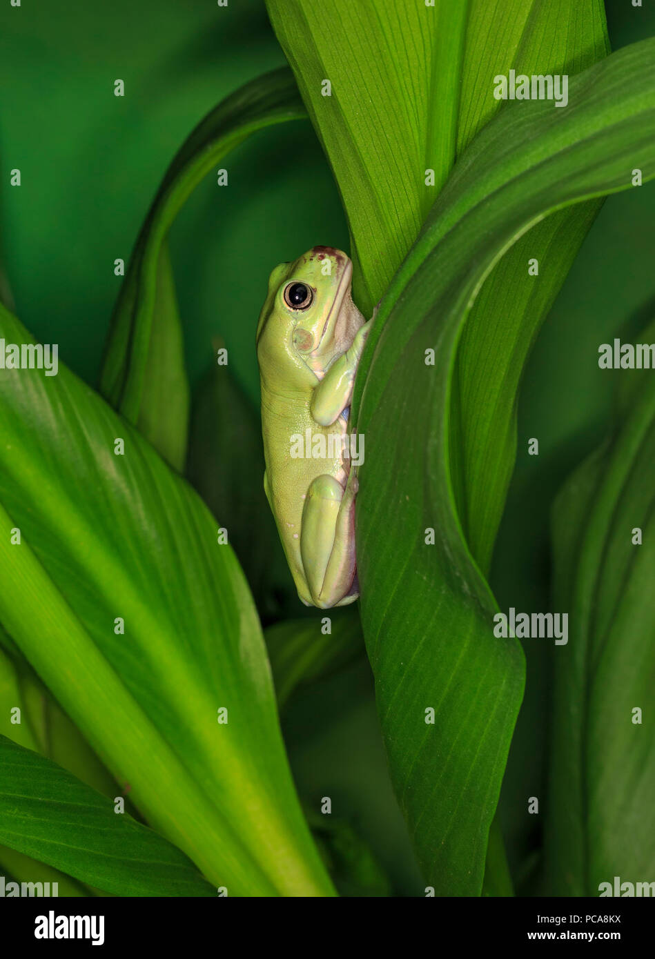 Litoria Caerulea Banque d'image et photos Alamy — free download